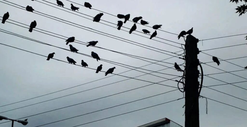 যে কারণে পাখীদের বৈদ্যুতিক তার পছন্দ