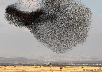 পাখিরা আকাশে দল বেঁধে চলে কেন?