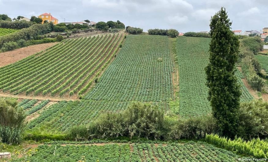 পর্তুগালের কৃষিতে অভাবনীয় সাফল্য