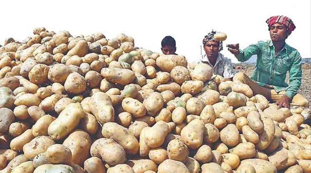 আলুর কম দামে হতাশায় কৃষক