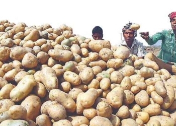 আলুর কম দামে হতাশায় কৃষক