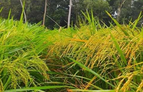 মোহনগঞ্জে মাঠজুড়ে সবুজ ধানের স্নিগ্ধ হাসি