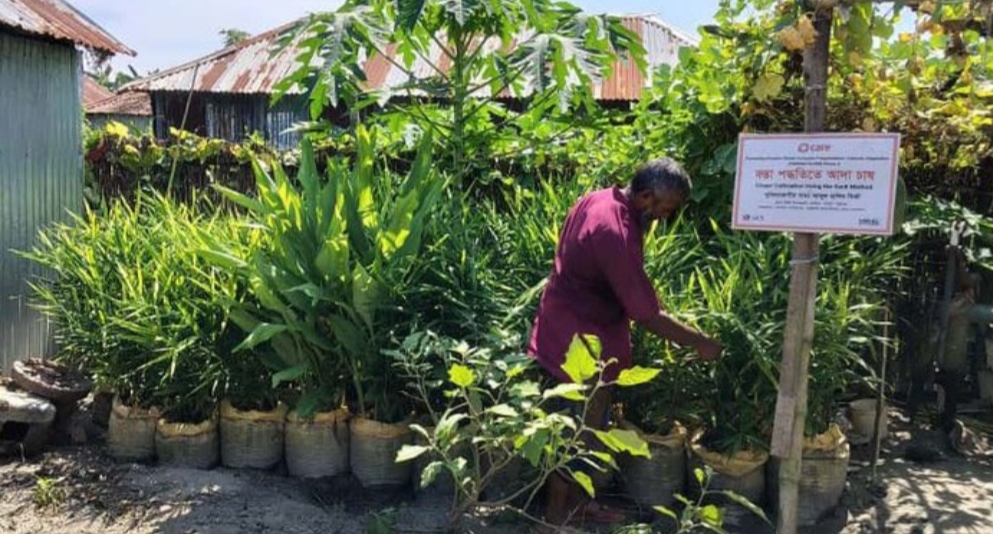 গাইবান্ধায় বস্তায় চাষে আগ্রহ বাড়ছে কৃষকের