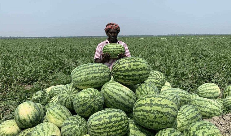 তরমুজ চাষের আগাম প্রস্ততি চাষীদের