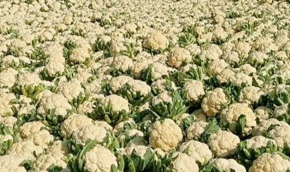 বগুড়ায় ফুলকপির কেজি দুই টাকা