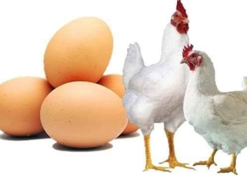 ‘সংকটে’ দেশের পোল্ট্রি শিল্প