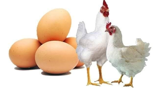 ‘সংকটে’ দেশের পোল্ট্রি শিল্প