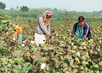 দৌলতপুরে শতকোটি টাকার তুলা চাষ