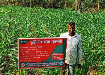 রাঙ্গামাটির কাপ্তাইয়ের কৃষক জয়নাল আবেদীন নিজস্ব কৃষি জমিতে হাইব্রিড জাতের ভুট্টা চাষ করে সফল হয়েছেন। ছবি: বাসস