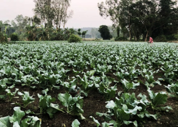 শীতকালীন শাক-সবজি চাষ করা হয়েছে