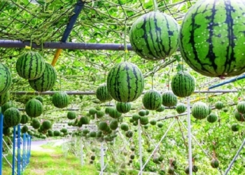 দক্ষিণাঞ্চলে বাণিজ্যিকভাবে বাড়ছে তরমুজ চাষ, শক্তিশালী অর্থনীতির ধারা