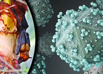 বাংলাদেশে প্রাণঘাতী হয়ে উঠছে নিপাহর মতো আরেক ভাইরাস