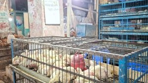 ব্রয়লারের কেজি ২৩০, সপ্তাহের ব্যবধানে দাম বাড়ল ৫০ টাকা