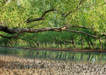জলবায়ু সংকটে সুন্দরবন : ভিনদেশি গাছের নীরব বিস্তার