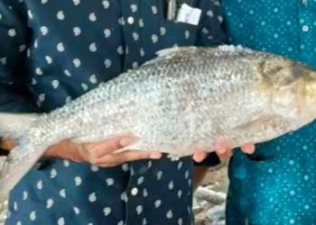 এক ইলিশ সাড়ে ৮ হাজারে বিক্রি