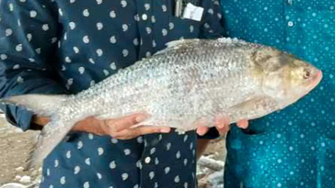এক ইলিশ সাড়ে ৮ হাজারে বিক্রি
