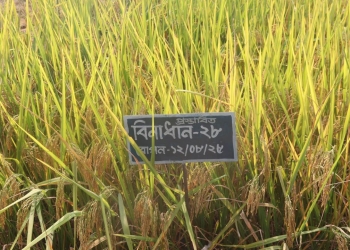 সুগন্ধি ও ব্লাস্ট প্রতিরোধী নতুন দুই আমন জাত উদ্ভাবন
