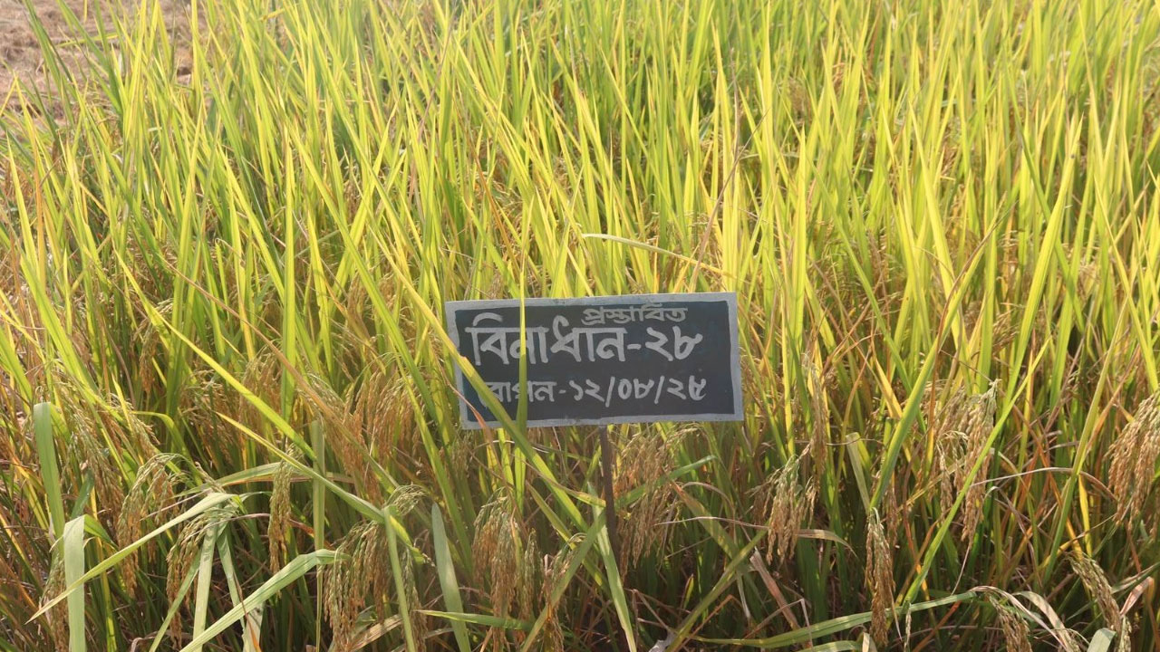 সুগন্ধি ও ব্লাস্ট প্রতিরোধী নতুন দুই আমন জাত উদ্ভাবন