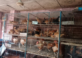 মৌলভীবাজারে মুরগির বাজারে অস্থিরতা, সংকট দেখিয়ে বেশি দামে বিক্রি