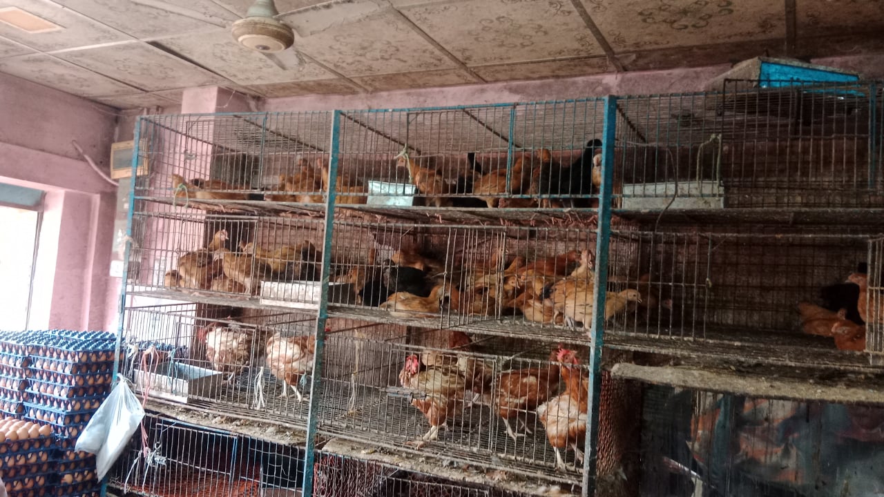 মৌলভীবাজারে মুরগির বাজারে অস্থিরতা, সংকট দেখিয়ে বেশি দামে বিক্রি