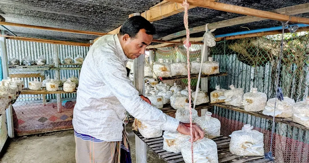 মাশরুম চাষে ভাগ্য বদলের স্বপ্ন দেখছেন প্রবাসফেরত আশরাফ
