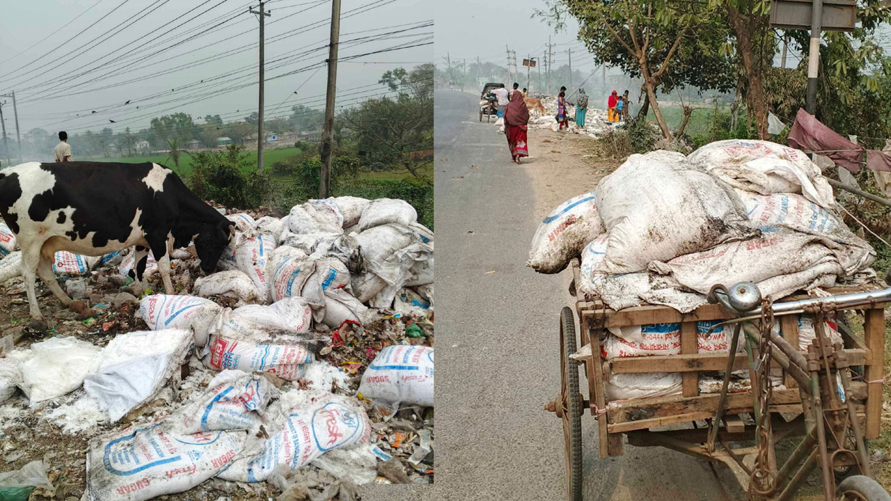 মেয়াদোত্তীর্ণ চিনি ভাগাড়ে ডাম্পিং, নিয়ে যাচ্ছেন স্থানীয়রা
