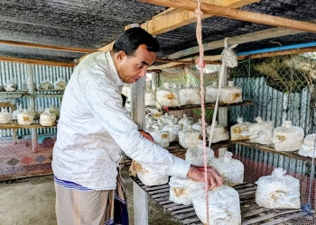 মাশরুম চাষে ভাগ্য বদলের স্বপ্ন দেখছেন প্রবাসফেরত আশরাফ