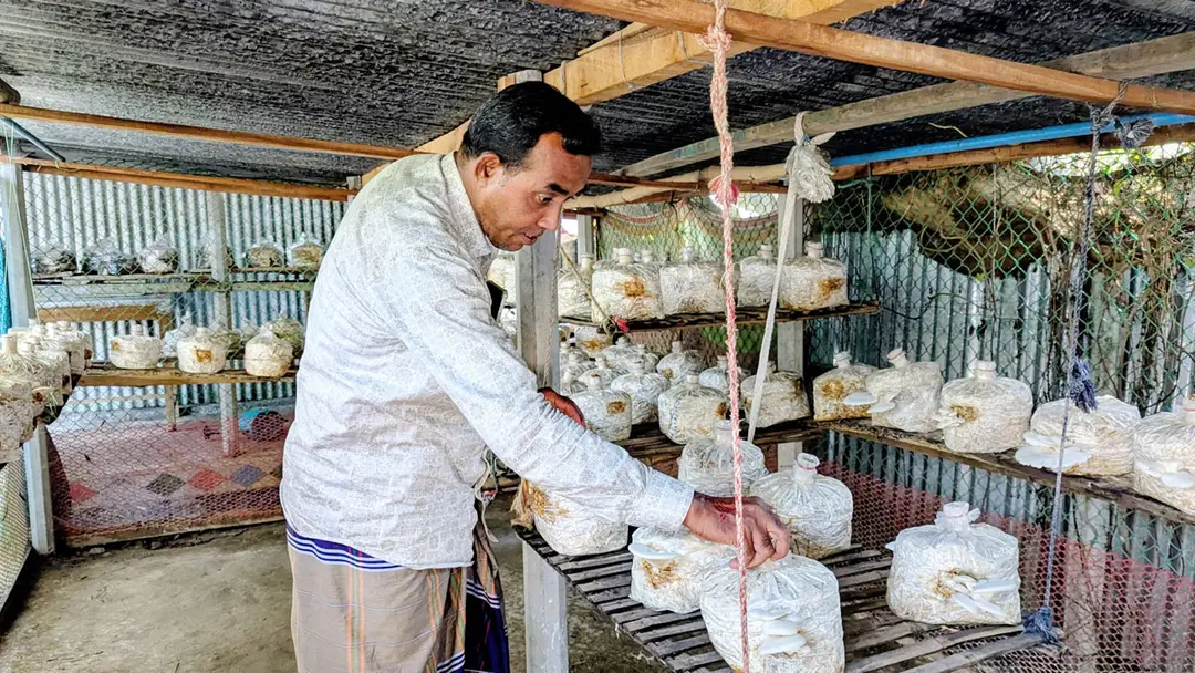 মাশরুম চাষে ভাগ্য বদলের স্বপ্ন দেখছেন প্রবাসফেরত আশরাফ