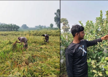 সেচ সংকটে বদলেছে বরেন্দ্রের কৃষি, ফল বিক্রি করে ধান কিনছেন চাষিরা
