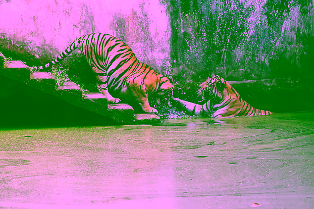 মিরপুরের চিড়িয়াখানায় বাঘ-গন্ডারসহ ১৩৭ প্রজাতি, সবচেয়ে বেশি নিশিবক–কানিবক