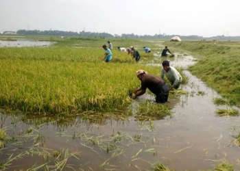 হাওরে ধান কাটার সময় বজ্রপাতে ৪ কৃষকের মৃত্যু