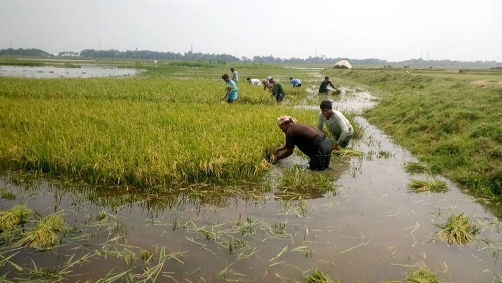 হাওরে ধান কাটার সময় বজ্রপাতে ৪ কৃষকের মৃত্যু
