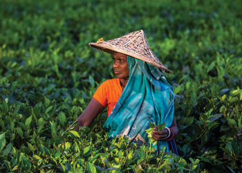 চা বাগানগুলোর আয় বেড়েছে ৪৬৫ কোটি টাকা