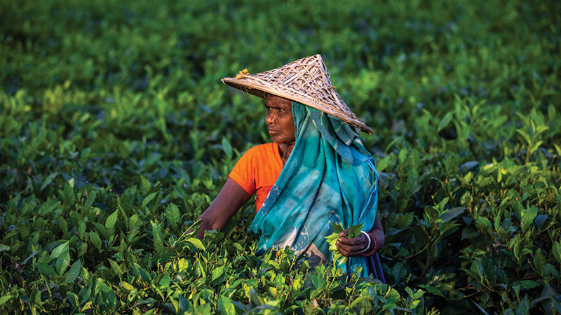 চা বাগানগুলোর আয় বেড়েছে ৪৬৫ কোটি টাকা
