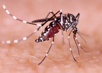 ডেঙ্গুতে ৮ জনের মৃত্যু, ভর্তি ২০৩৬