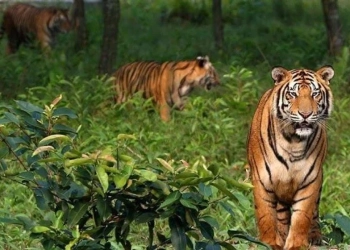 বন্যপ্রাণী সংরক্ষণে যে কৌশলে সাফল্য পেল ভারত