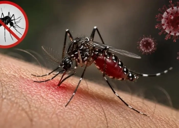 ডেঙ্গুতে আরও ৫ জনের মৃত্যু, হাসপাতালে ভর্তি ১৫১২