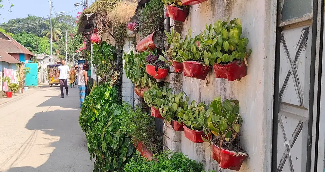 বস্তি থেকে ‘সবুজ কলোনি’, প্রধানমন্ত্রীর নজরে বাঁশবাড়ির ব্যতিক্রমী উদ্যোগ